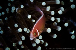 Y A W N 
Pink skunk clownfish (Amphiprion perideraion)
... by Irwin Ang 